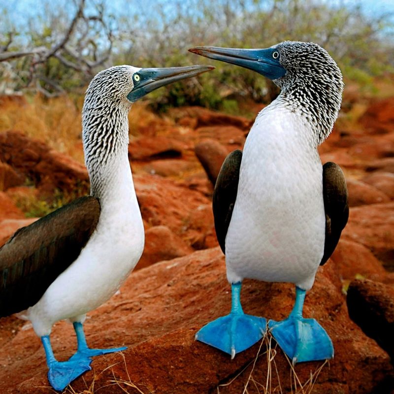 blue-footed-booby-galapagos-islands-bird-sula-animals